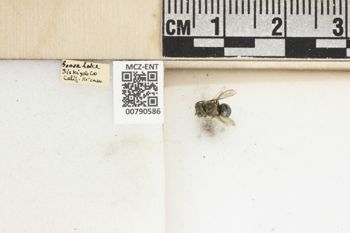 Media type: image;   Entomology 790586 Aspect: Labels